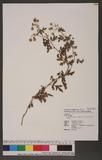 Dendranthema arisanense (Hayata) Y. Ling & C. Shih so