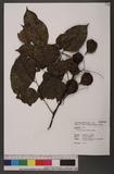Pterocarpus indicus Willd. L׵