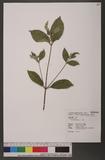 Achyranthes aspera L. g