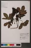 Jatropha gossypiifolia L. var. elegans Muell. Arg. ƾ