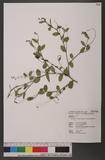 Alysicarpus ovalifolius (Schum.) J. Leonard 긭Ҳ
