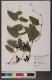 Heterosmilax japonica Kunth `n