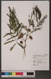Leucaena leucocephala (Lam.) de Wit. ȦXw