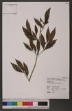 Aeschynanthus acuminatus Wall. G