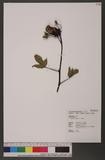 Hibiscus sabdariffa L. 洛神葵