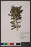 Anodendron affine (Hook. & Arn.) Druce A