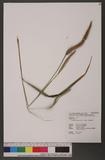 Pennisetum setosum (Sw.) L. C. Rich. aT