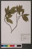 Gardenia jasminoides Ellis s