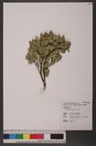 Buxus liukiuensis Makino [y