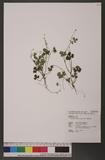 Ranunculus formosa-montanus Ohwi ܤӣ