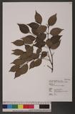 Lasianthus microphyllus Elmer p˾