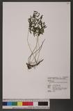 Gymnocarpium remote-pinnatum (Hayata) Ching ӵи`