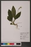 Malaxis purpurea (Lindl.) Kuntze n