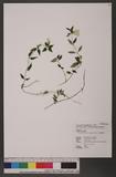 Tripterospermum microphyllum H. Smith pͧί