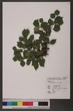 Rhamnus brachypoda C. Y. Wu s