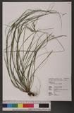 Carex breviculmis ...