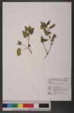 Viola triangulifolia W. Becker TԻ