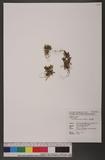Oberonia japonica (Maxim.) Makino 饻m