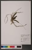 Gastrochilus japonicus (Makino) Schltr. Q