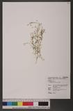 Sagina japonica (Sw.) Ohwi ʺl