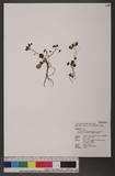Chrysosplenium lanuginosum Hook. f. & Thoms. var. formosanum (Hayata) Hara OWߨ಴