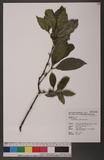 Tricalysia dubia (Lindl.) Ohwi J