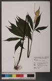 Arisaema heterophyllum Blume 羽葉天南星