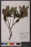 Randia cochinchinensis (Lour.) Merr. }