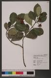Trachelospermum lanyuense C. E. Chang