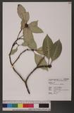 Psychotria cephalophora Merr. E`