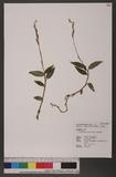 Zeuxine parvifolia (Ridl.) Seidenf. ժuW