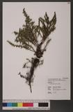 Artemisia capillar...