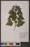 Ampelopsis glandulosa (Wall.) Momiyama var. heterophylla (Thunb.) Y. Momiyama s