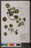 Shortia rotundifolia Makino var. subcordata (Hayata) T. C. Huang & A. Hsiao 긭t