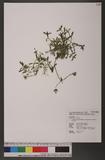 Cerastium fontanum Baumg. var. angustifolium (Franch.) H. Hara 