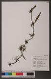 Sunipia andersonii (King & Pantl.) P. F. Hunt _
