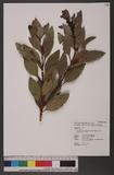 Cinnamomum tenuifolium Sugimoto forma nervosum (Meissn.) Hara ѪǮ