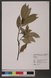 Cyclobalanopsis sessilifolia (Blume) Schottky 毽子櫟