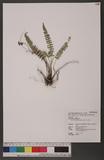 Polystichum deltodon (Bak.) Diels ͦտ