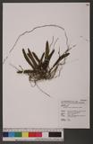 Gastrochilus japonicus (Makino) Schltr. Q