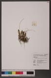 Bulbophyllum hirundinis (Gagnep.) Seidenf. a