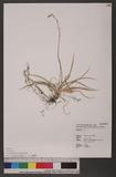 Aletris spicata (Thunb.) Franchet. 