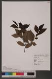 Diospyros rhombifolia Hemsley ٸU