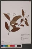 Cinnamomum austrosinense H. T. Chang dۥ