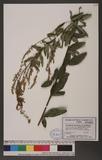 Desmodium cajanifolium (Kunth) DC.