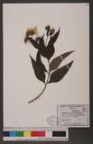 Lasianthaea fruticosa (L.) K. M. Becker