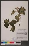 Sorbus torminalis (L.) Crantz