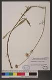 Cephalaria leucantha (L.) Roem. & Schult.