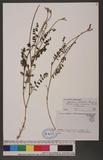 Hedysarum boveanum Bunge ex Basiner subsp. europaeum Guitt. & Kerguélen