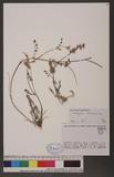 Onobrychis stenorhiza DC.